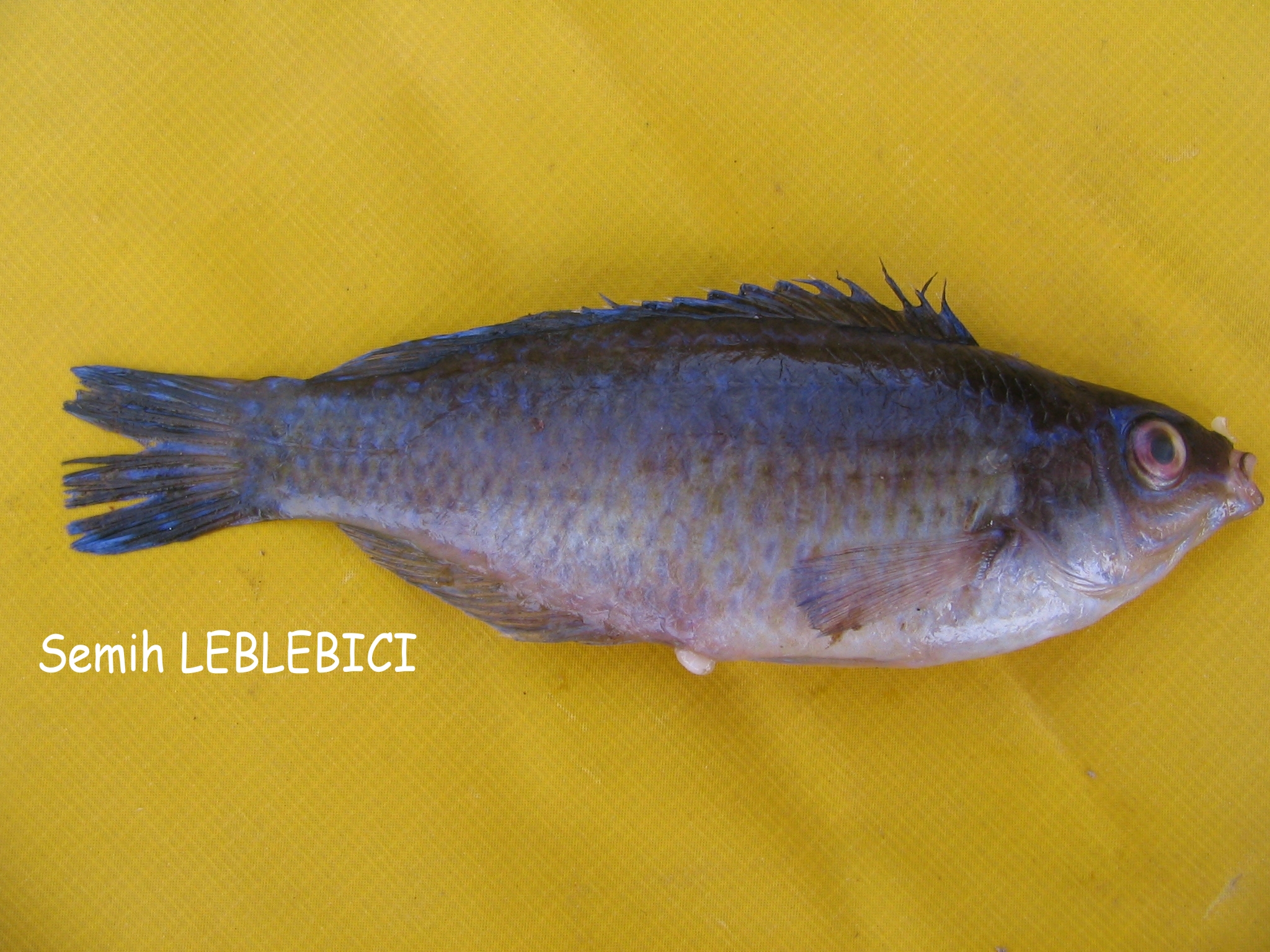 Symphodus melanocercus by Semih LEBLEBICI.JPG